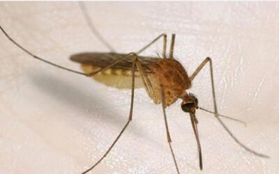 ¿Dónde se esconden los mosquitos durante el invierno?