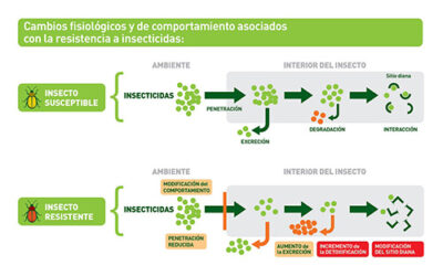 Fundamentos de resistencia a insecticidas