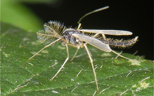 LA RANTELLA, EL “MOSQUITO” QUE NO PICA